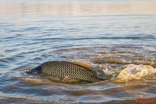 Concursuri 2016 by gor965 - 1443302711737527826480148525867393467417313n.jpg